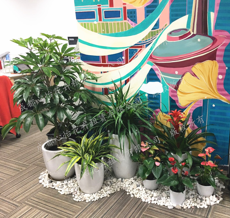 綠植花卉租賃組景